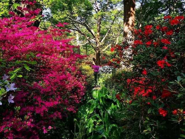 Whispers of Spring: A Stroll Through Isabella Plantation