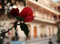 【Hotel Rosario La Paz】高地の喧騒から離れた癒しのオアシス 