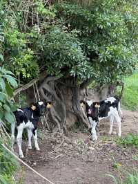 The Azores are one of the best hiking destinations in the world. 