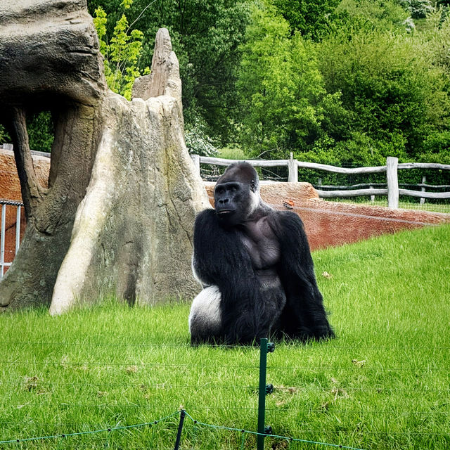 💸🐾 Cheap Travel Gem: Prague Zoo is Wildly Worth It! 🇨🇿🦁