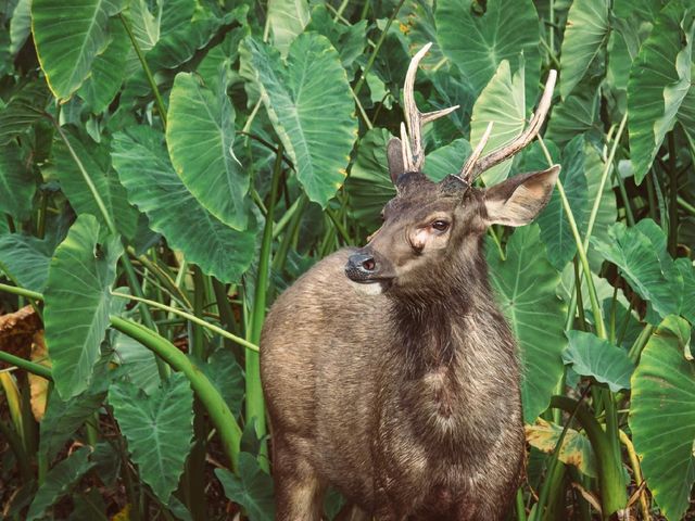 Into the Jungle: Discovering Khao Yai National Park, Thailand.