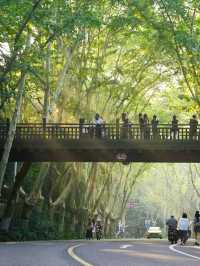 Nanjing: Where History Meets Modern Life