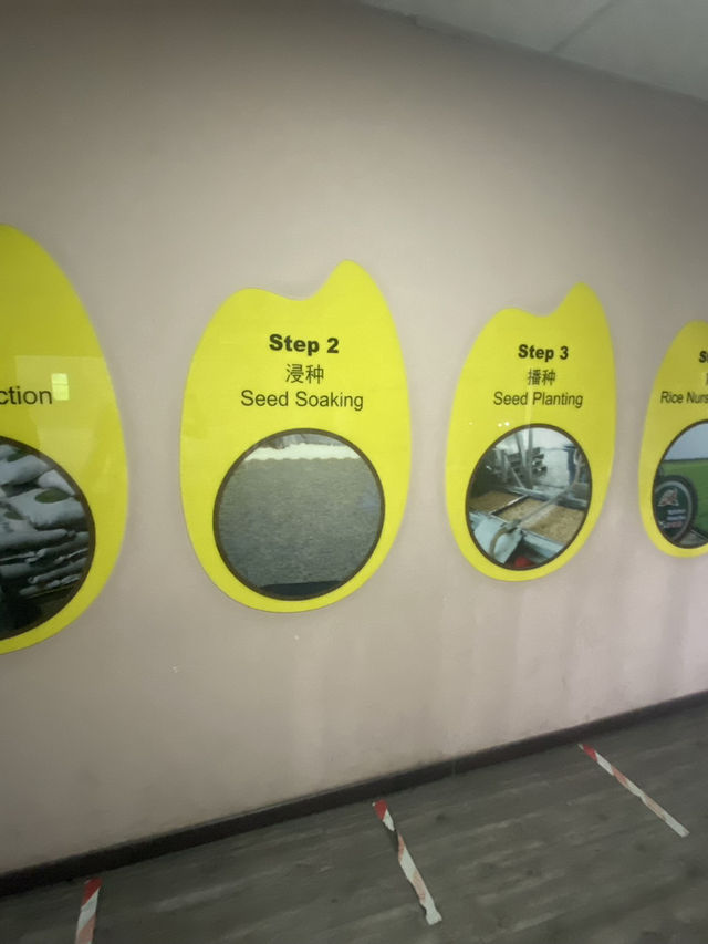 From Field to Fork: Inside Sekinchan’s Paddy Processing Factory & Rice Gallery 
