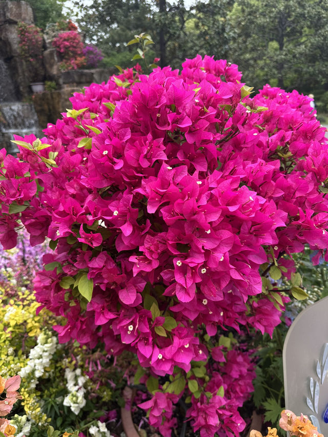 Shanghai Botanical Garden