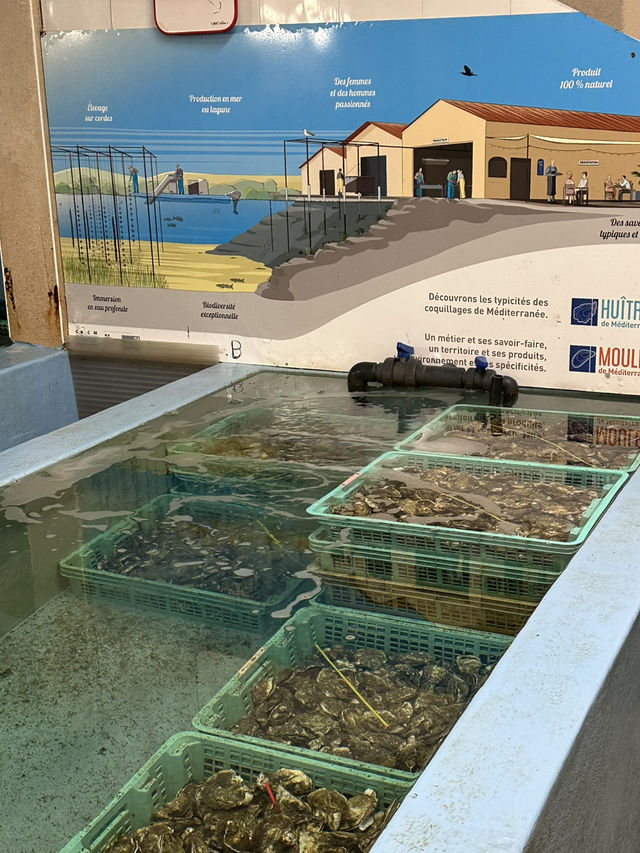 leucate oyster trip from barcelona ๐๐ฆช๐ leucate oyster trip from barcelona ๐๐ฆช๐