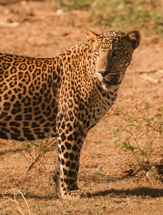 SRI LANKA, LITTLE-TALKED ABOUT: LEOPARD SAFARI BY THE OCEAN 🐆🌊