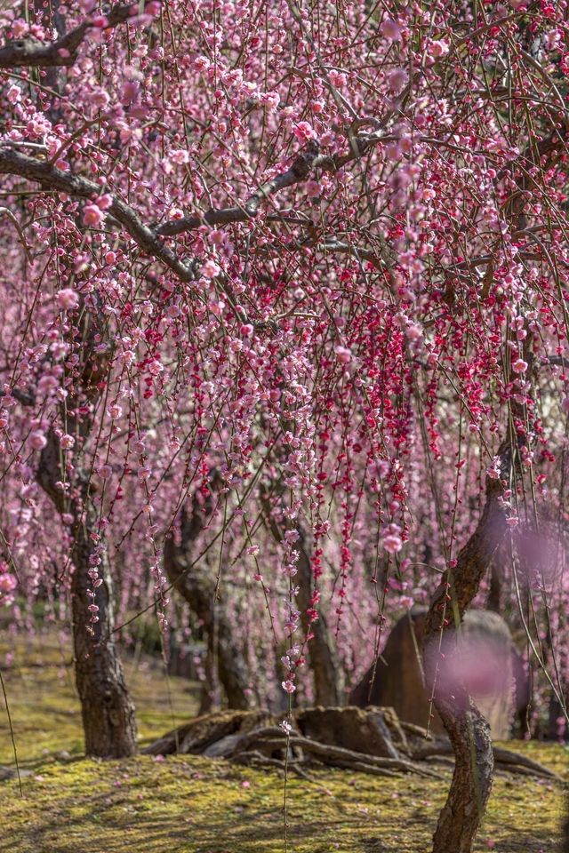 【Kyoto, Jōnan-gū, Plum Blossoms, 2023】