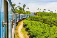 8-day trip to explore Sri Lanka, classic travel tips and off-the-beaten-path experiences fully revealed!