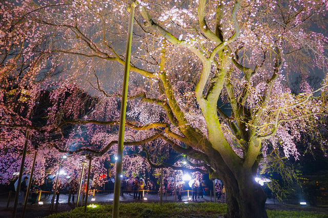 Tokyo cherry blossom attractions