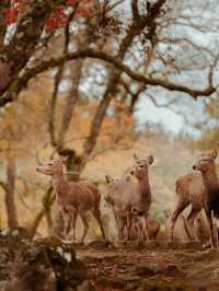 Nara Travel Guide - Japan Charter Tour Guide