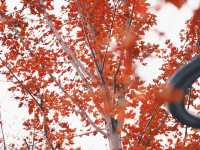 魔都小眾楓葉拍照地|人少 大片紅葉