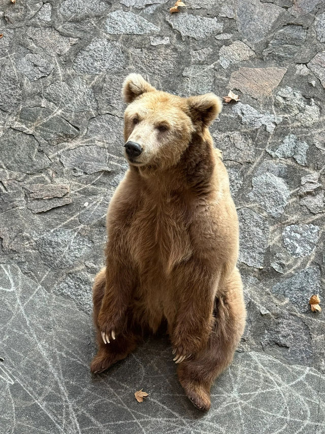 兒時聖地上海動物園裡有什麼?