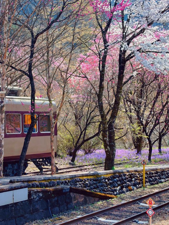 距離東京只有兩小時的櫻花鐵道
