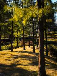 福州閩江公園南園賞秋正當時