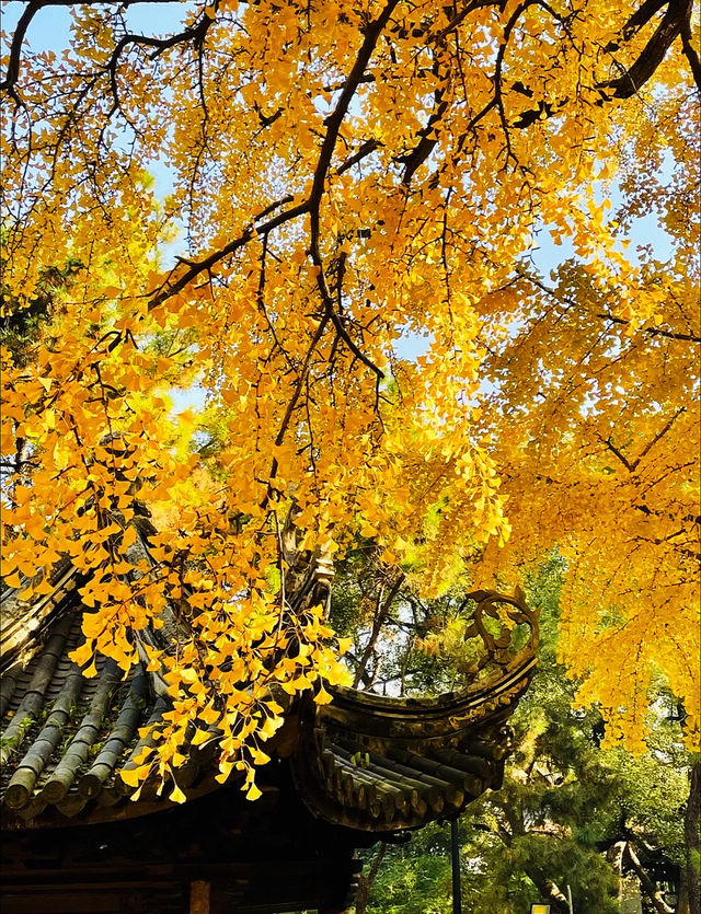 每年必看的惠山寺古銀杏樹！！！
