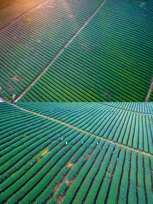 千島湖抹茶莊園｜在綠茶園中體驗日式生活