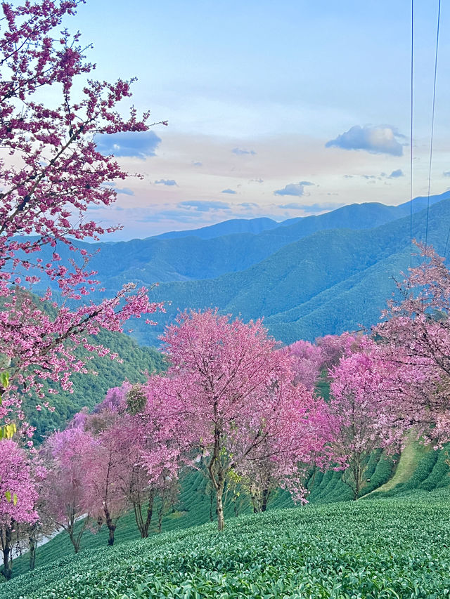 無量山櫻花谷 錯過就要等一年