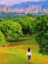 一次打卡4個公園，深圳這裡徒步太快樂了