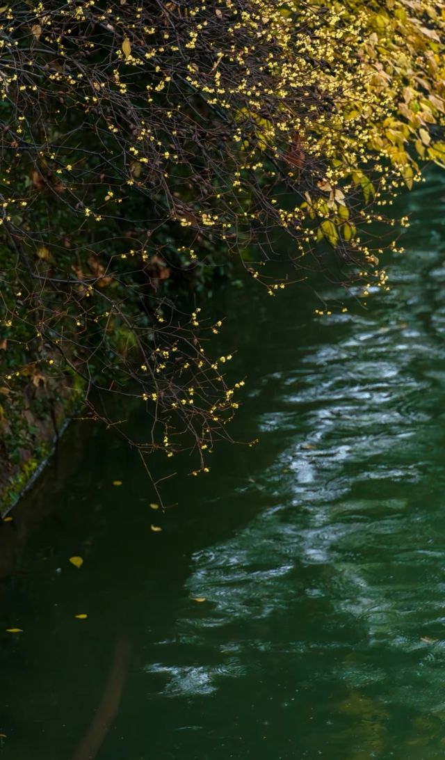 西湖邊唯一的臨水臘梅—郭莊