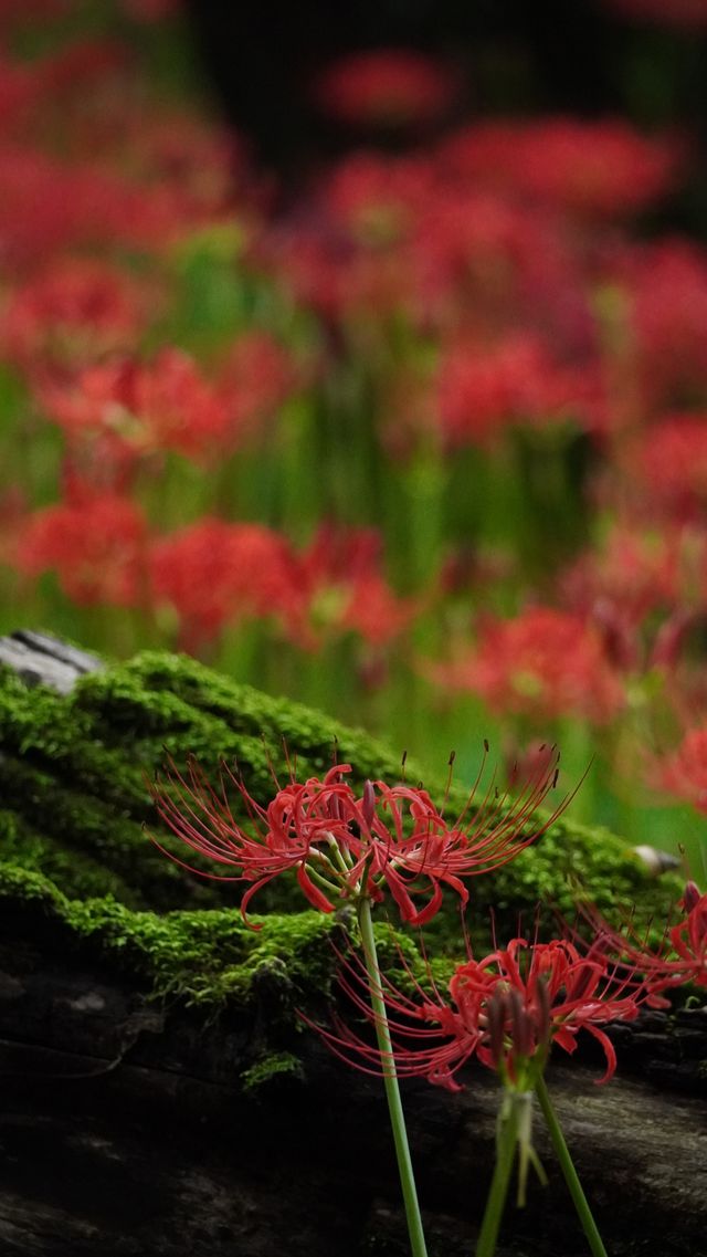 【就愛逛公園】巾著田彼岸花公園：500萬曼珠沙華驚艷絕美
