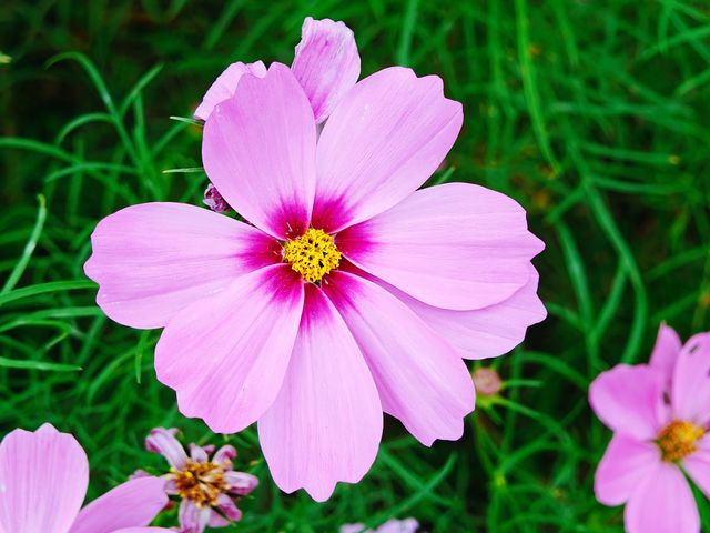 花開海上的確是個漂亮的公園，設施和服務都很好