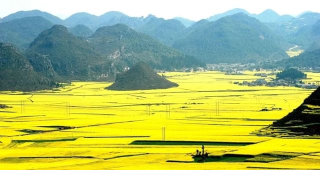 雲南羅平油菜花