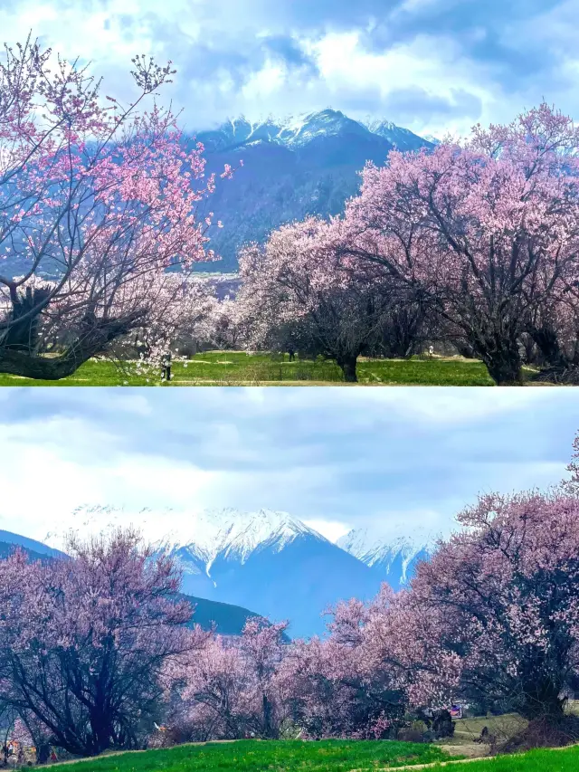 私は春のリンジで、桃の花の雨を待っています、あなたも待っています