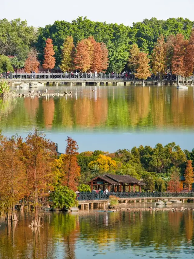 Guangzhou's most beautiful Taxodium distichum plank road! The water forest is like a fairy tale