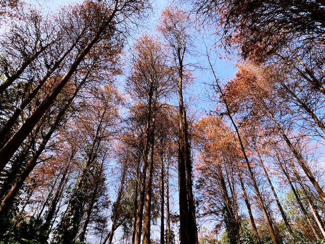 洪湖公園的 紅