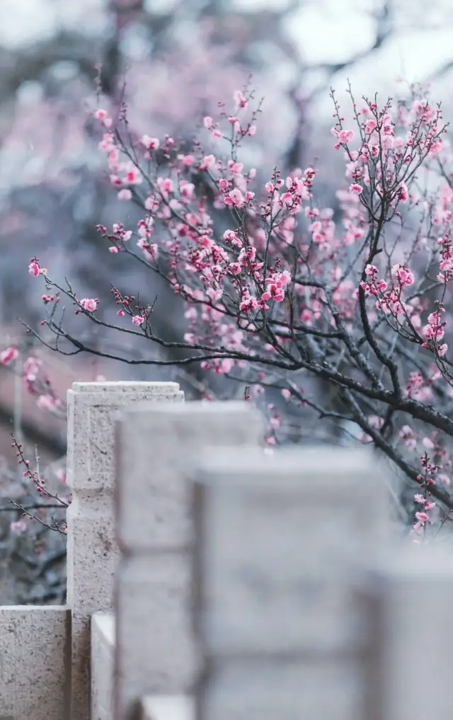 난징 봄꽃 구경 가이드