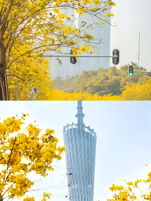 地鐵直達！廣州 2 個拍黃花風鈴木的寶藏公園