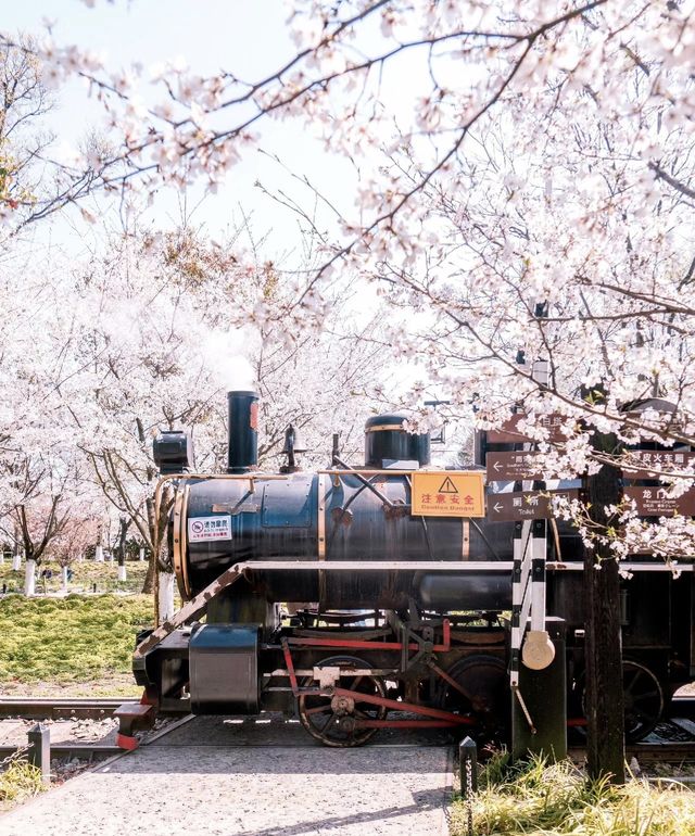 杭州的櫻花開了！被問爆的30個櫻花機位！碼住