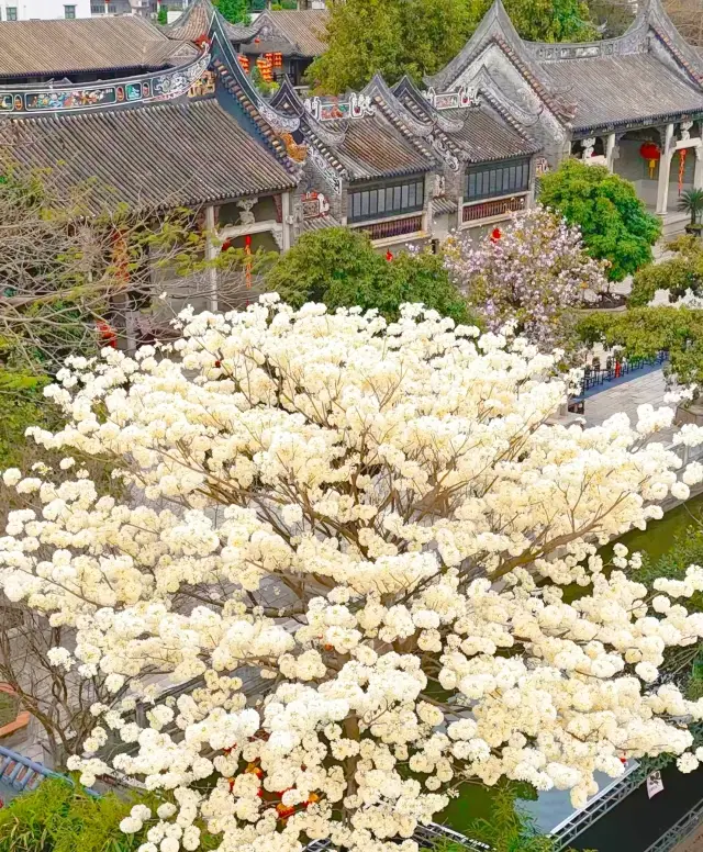 A White Tabebuia Rosea Tree Surprises Guangzhou – It's Even More Beautiful Than Zhou Tou Jiao!!!