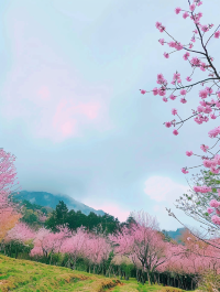 廣東秘境：梅州陰那山的粉色櫻花盛景