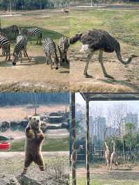 終於帶兒子來寧波野生動物園玩了