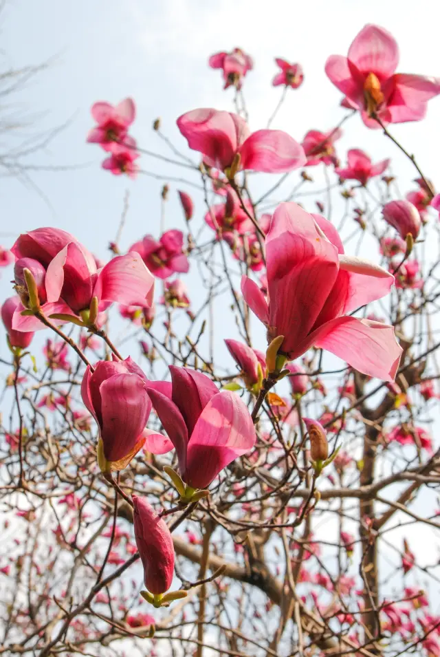 春日に岱庙で花を撮影し、花を鑑賞するガイド