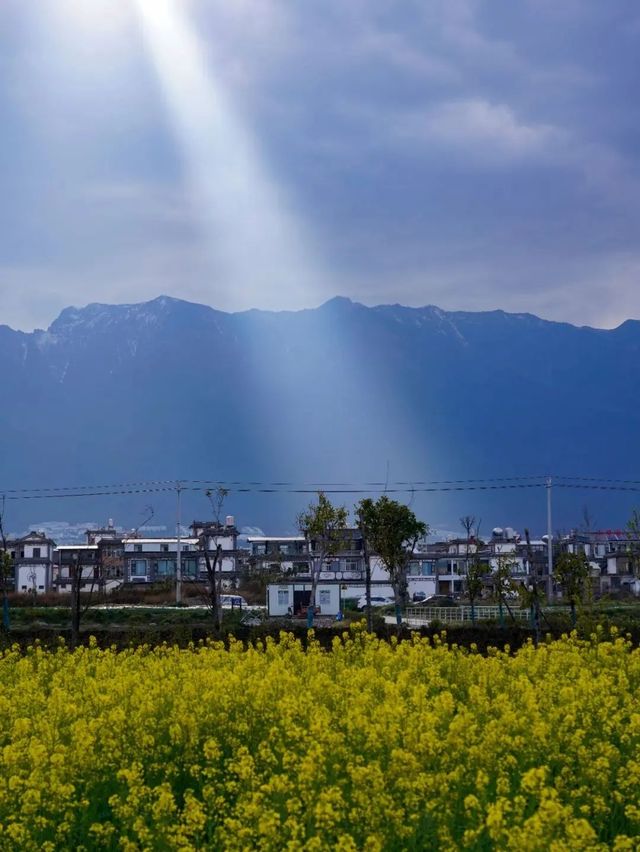 洱海春光映碧天，菜花如海涌金田