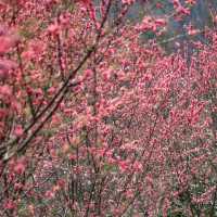 黃陂 藏著 160000棵梅花花海！