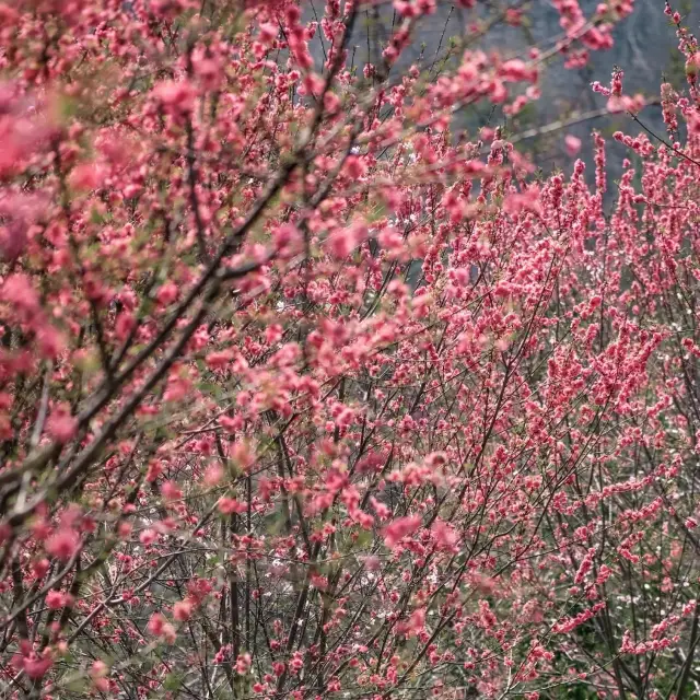 Huangpi is home to a sea of 160,000 plum blossoms!