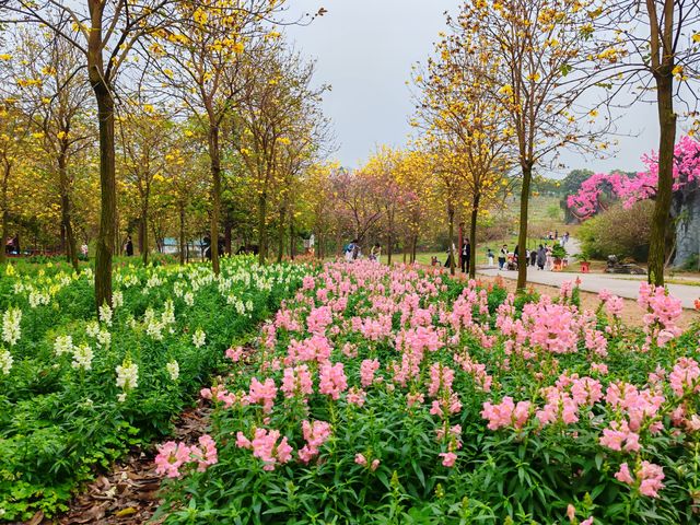 3月到天适櫻花悠樂園看花