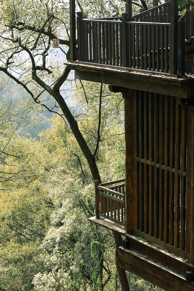 春日徒步，重慶南山經典步道黃葛古道