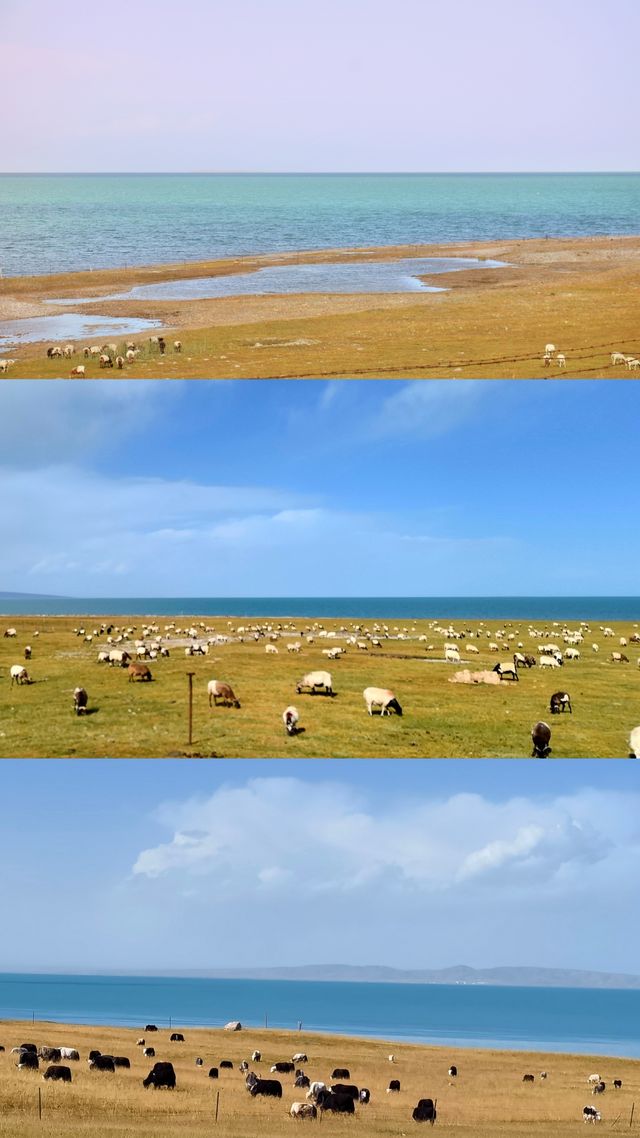 沒買門票看到的青海湖也很美