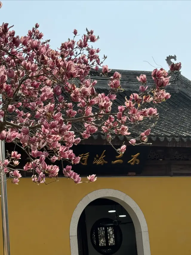 The magnolias at Dinghui Temple are in full bloom, come quickly to take pictures