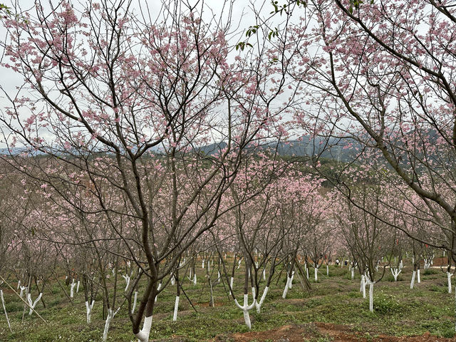 櫻花開在春天裡，免費賞櫻打卡地