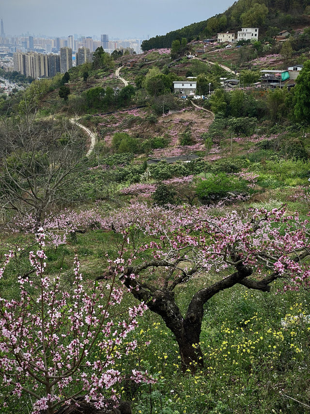 我的城市開花了｜春日徒步龍泉山，邂逅粉色花海