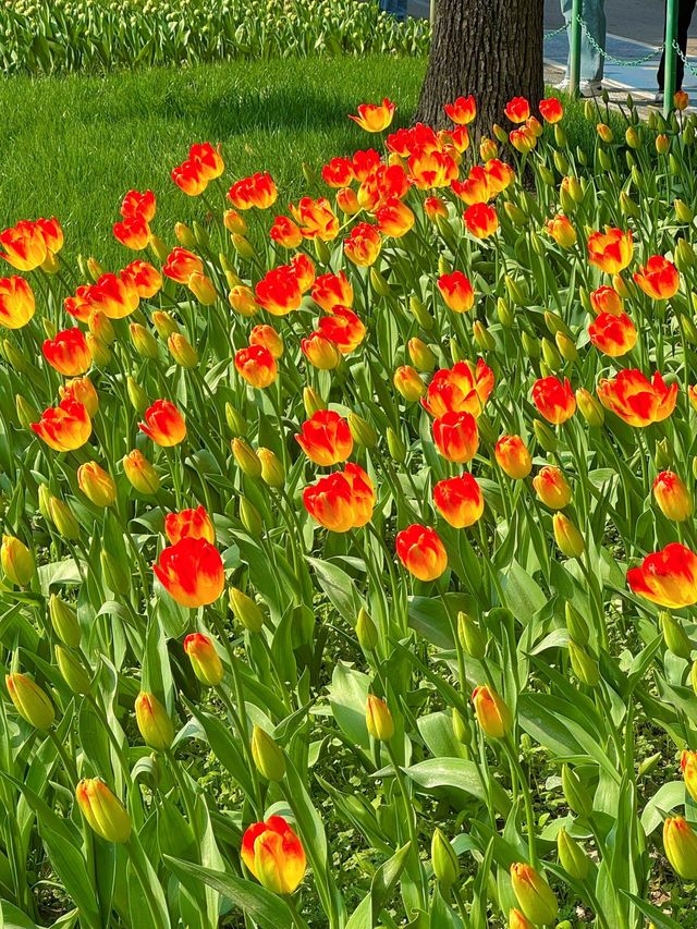 大寧公園｜50萬株鬱金香花海｜賞花地圖&攻略