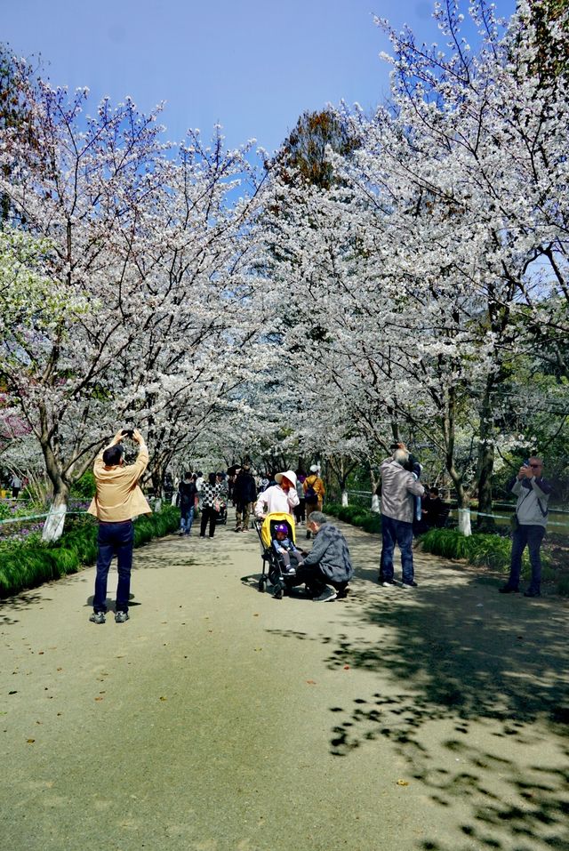 世紀公園賞櫻花