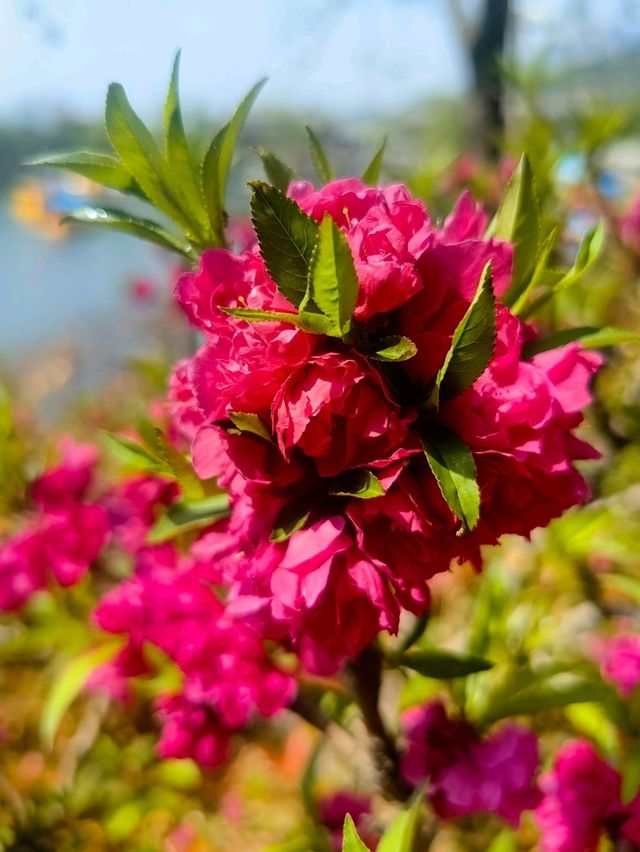 Blooms, blooms, and more blooms! 🪷