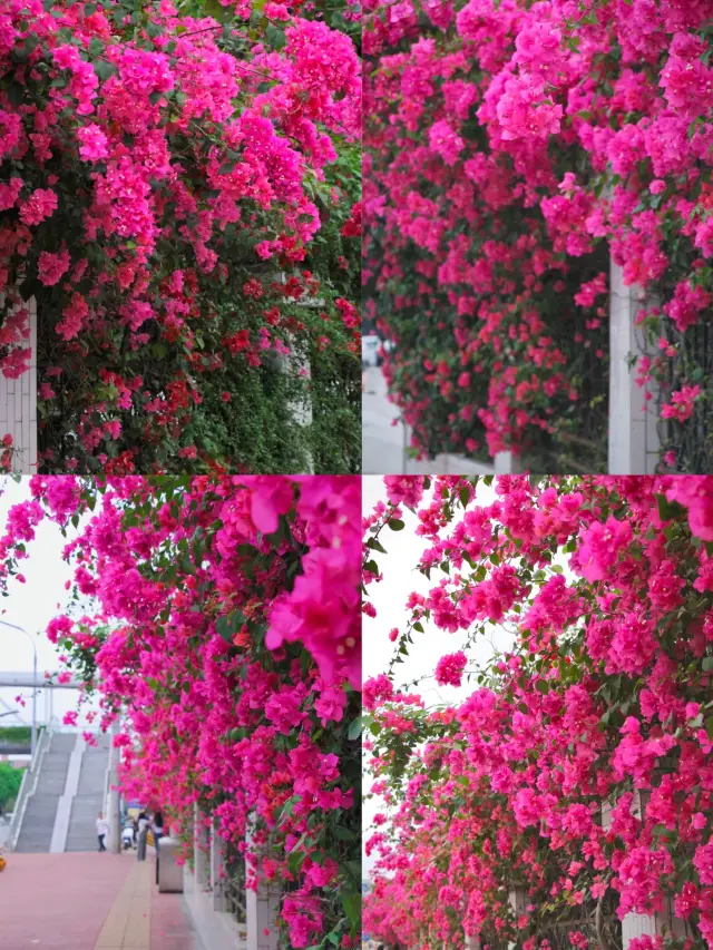 The beauty is absolutely breathtaking, lost in the spring of bougainvillea