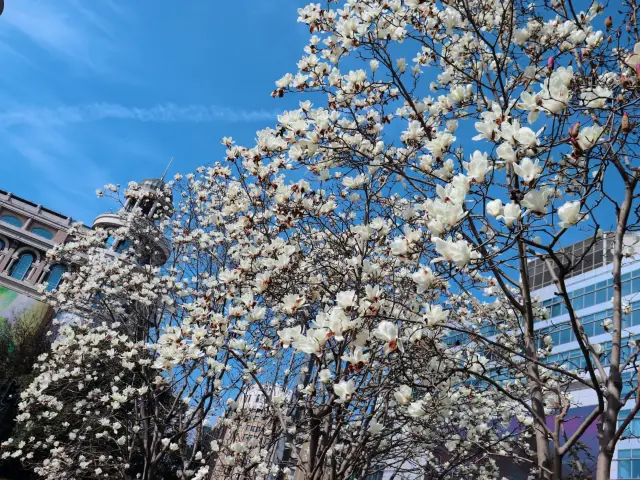 魔都賞花—人民廣場的玉蘭花開了